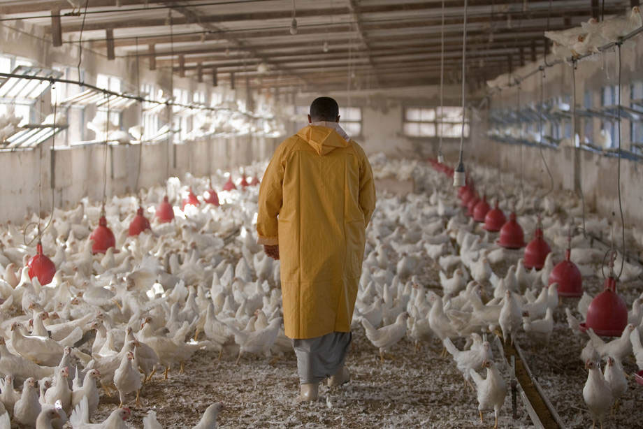 A poultry operation in Egypt. Good hygiene on farms can help stem the rise of AMR due to over-reliance on antimicrobials