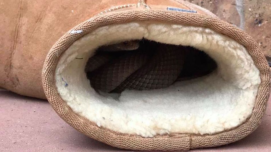 A snake in an ugg boot? Ah no thanks