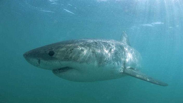 A teenager has reportedly been attacked by a shark near Perth Western Australia