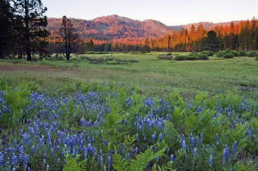 APNewsBreak: Yosemite adding 400 acres of meadow, forest