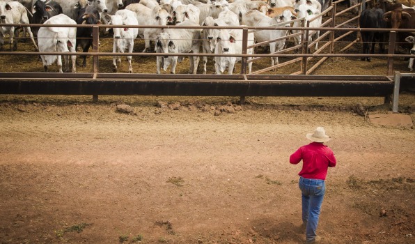 About 13.6 per cent or 52.1 million hectares of Australia’s total agricultural land of 384.6 million hectares