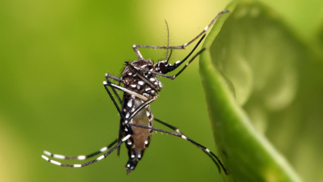 Aedes aegypti mosquito. Image via Wikimedia Commons