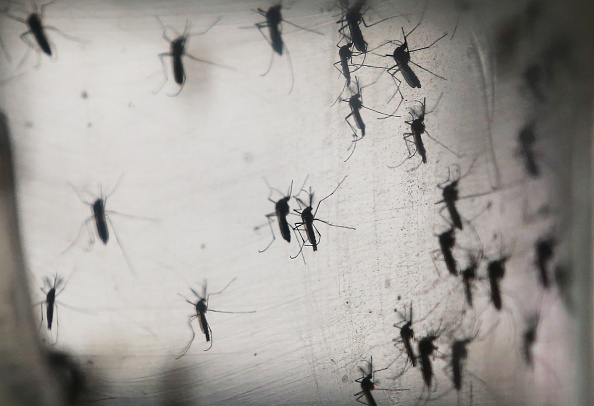 Aedes mosquito transmitting Zika