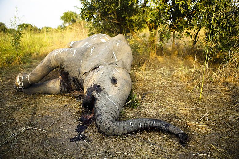 Africa Has Lost a Third of Its Elephants in Just 7 YearsMore