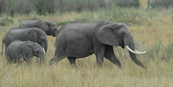 Swaziland's rhino horn sale bid seen doomed at U.N. meeting on wildlife trade