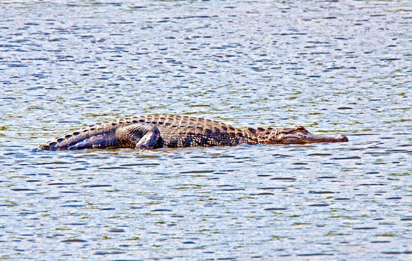 Alligator attacks homeless man in Melbourne Florida