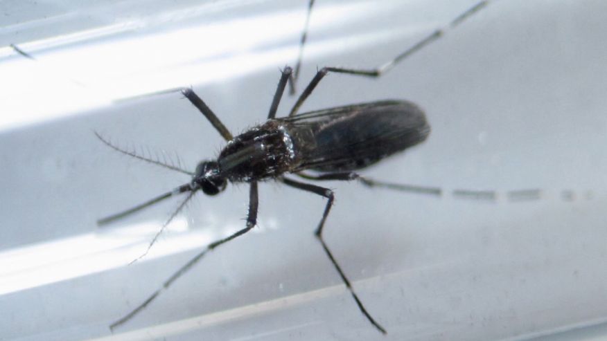 An Aedes aegypti mosquito is seen inside a test tube