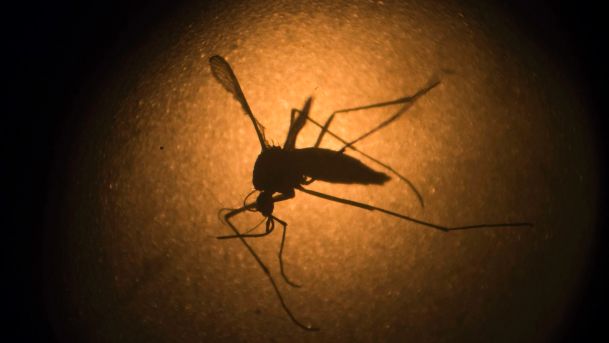 An Aedes aegypti mosquito known to carry the Zika