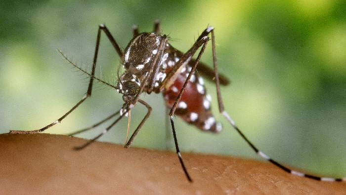 An Aedes aegypti mosquito          James Gathany  CDC