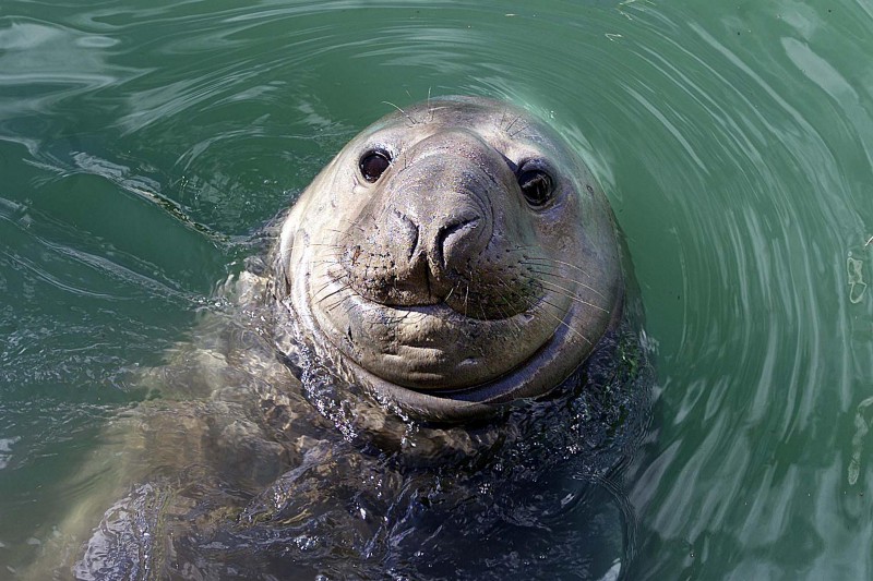 An elephant seal enjoying the water in Gisborne New Zealand