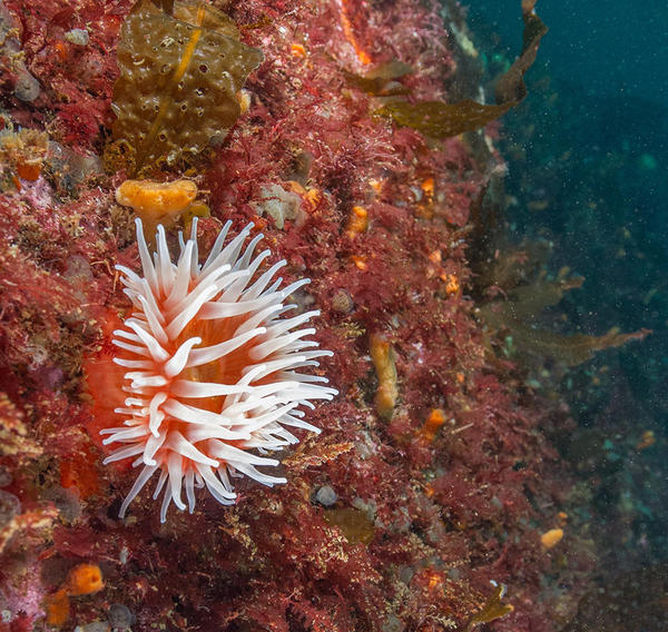 Auster said that confluence has helped to kick-start public and political interest in preserving spots underwater