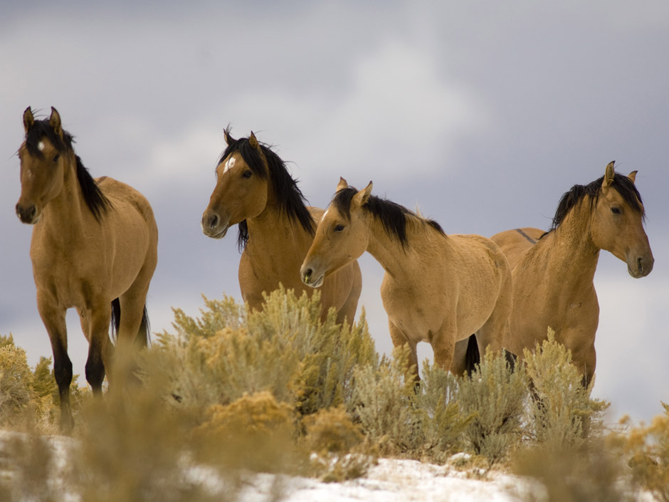 Government suggests euthanizing 45000 wild horses