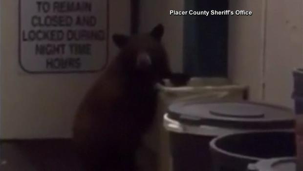 Bear Shows Up in Sheriff's Office