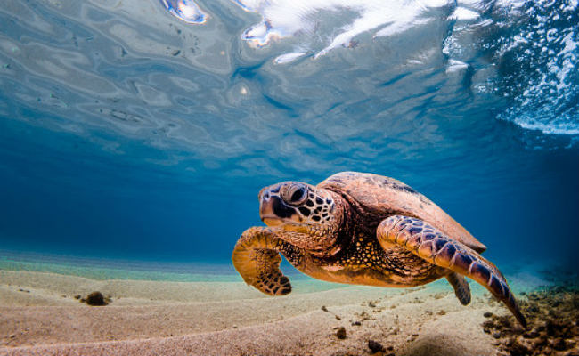 Obama Establishes World's Largest Marine Reserve in Hawaii