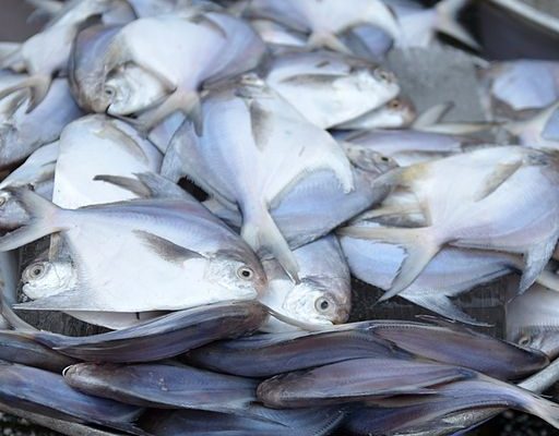 Pampus_argenteus_Saigon_market