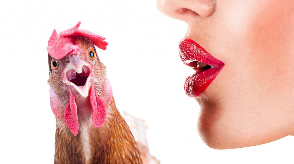 CDC report crushes your chicken-kissing dreams