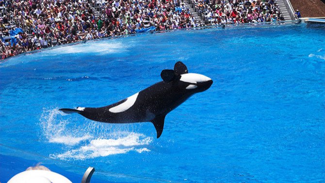 An orca whale show at a Sea World resort