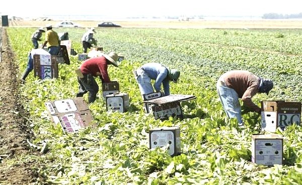 California farm workers will not get overtime pay after 8 hours of work. FARMWORKER FORUM