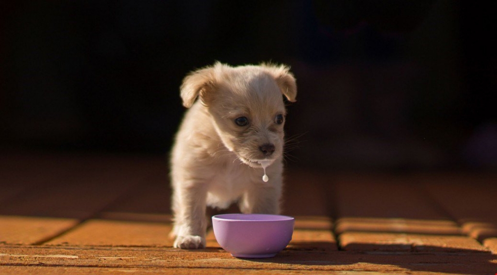 Dogs use same parts of brain as humans to process language