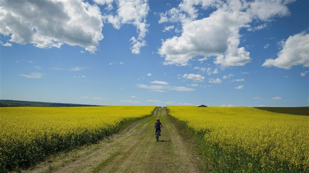 Canola generates one quarter of all farm cash receipts in Canada says Canadian Press