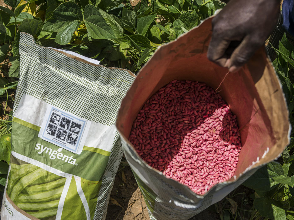 A farmer handles a bag of Syngenta AG bean seeds in a field of planted Syngenta bean crops on a farm near Johannesburg South Africa