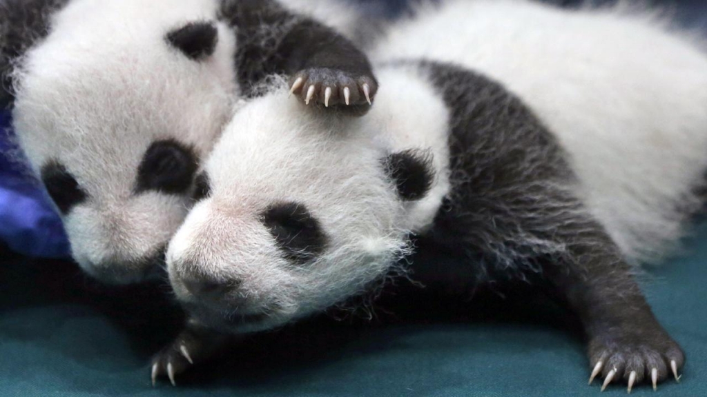 China s father of pandas says it s too soon to take the species off the endangered list