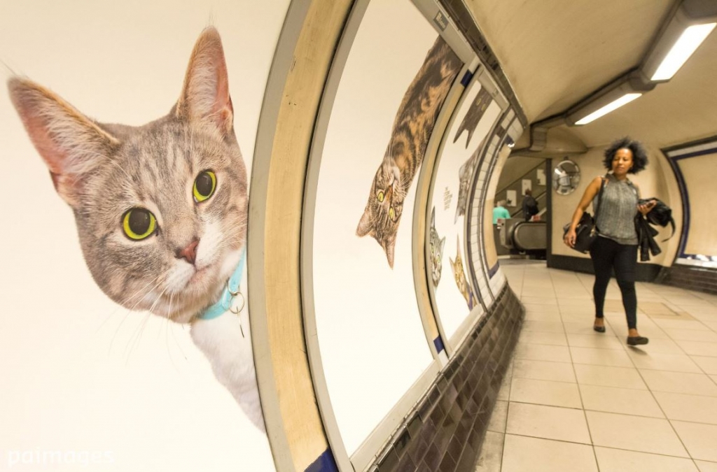 Every advert in a London Underground station has been replaced with cat