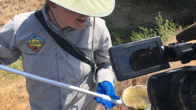 Fifth confirmed case of Zika infection in Santa Barbara County