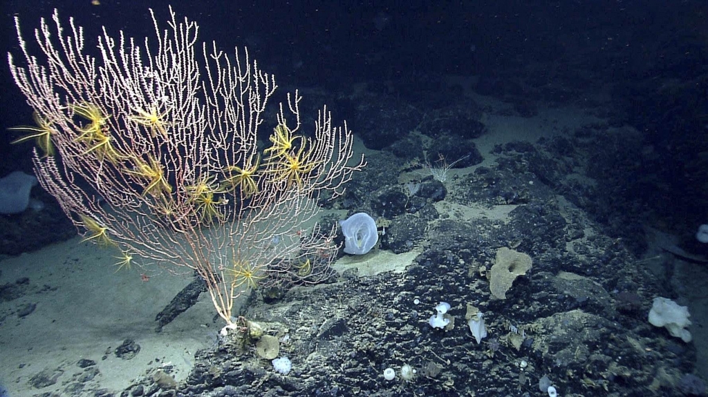 Corals on Mytilus Seamount off the coast of New England in the North Atlantic Ocean. NOAA via AP file