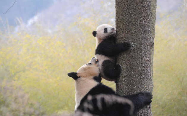 Credit China Daily China Daily Information Corp- CDIC  Reuters
Giant panda conversation efforts have paid off