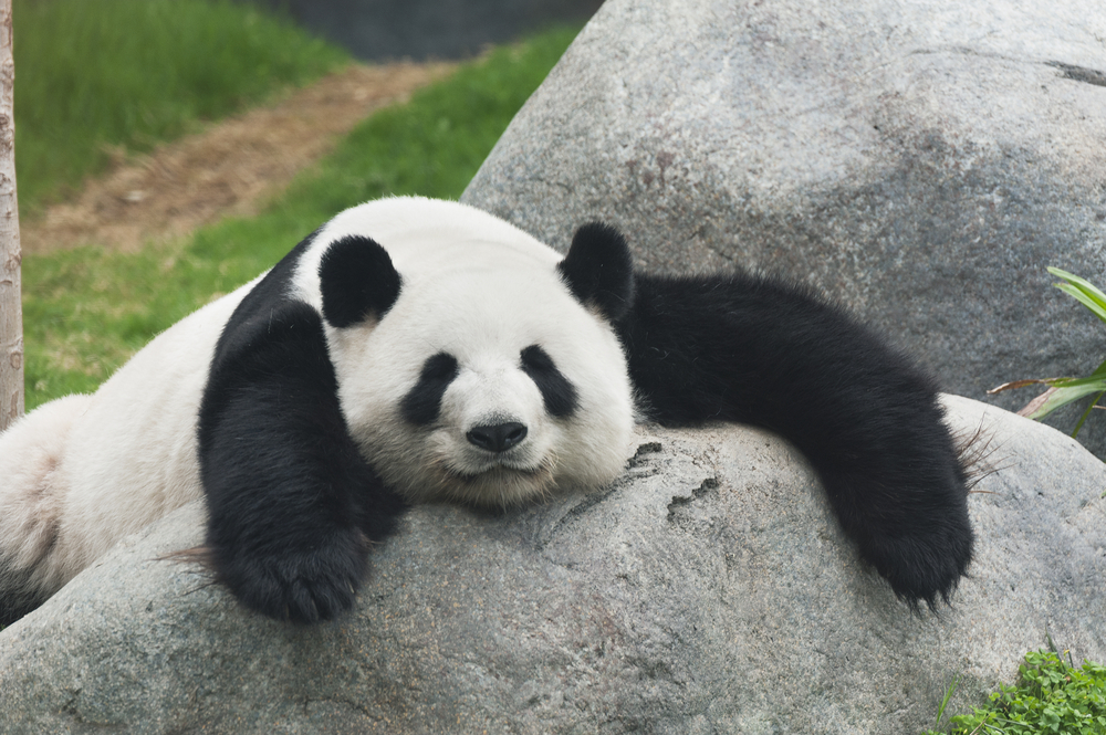 Giant panda numbers on the rise