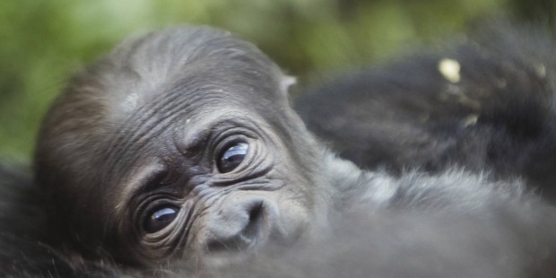 Philadelphia Zoo clarifies baby gorilla naming contest after relentless 'Harambe' requests