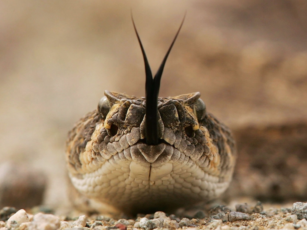 Snake hiss tongue rattlesnake