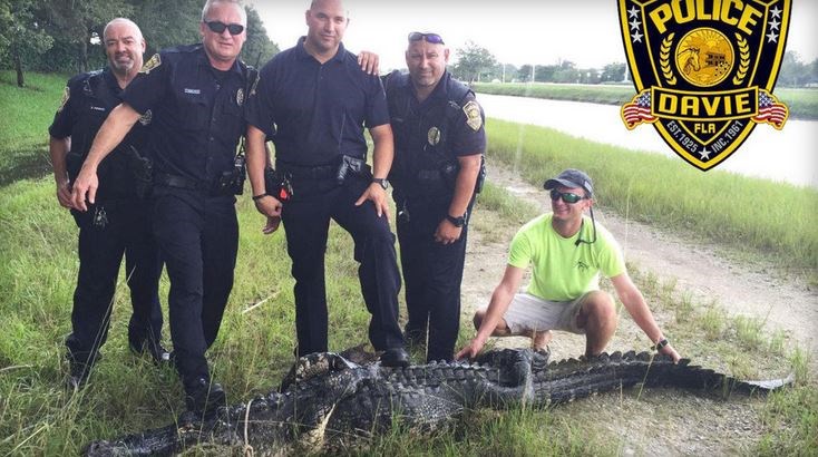 Davie police officers stand with a large alligator that was caught in Florida on Sept. 7 2016