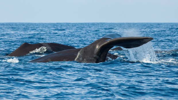 The new protected area is home to many species including the sperm whale seen here as well as the fin and sei whale and Kemp's ridley turtles