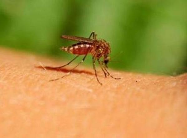 First Confirmed Chikungunya Death in Delhi, Another Suspected