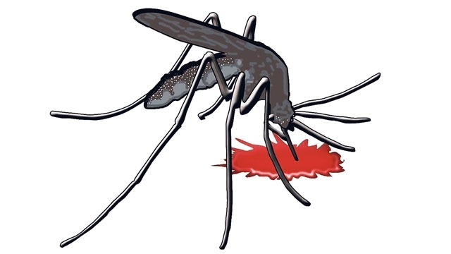 Delhi's Chikungunya outbreak Government municipal corporations swing into action