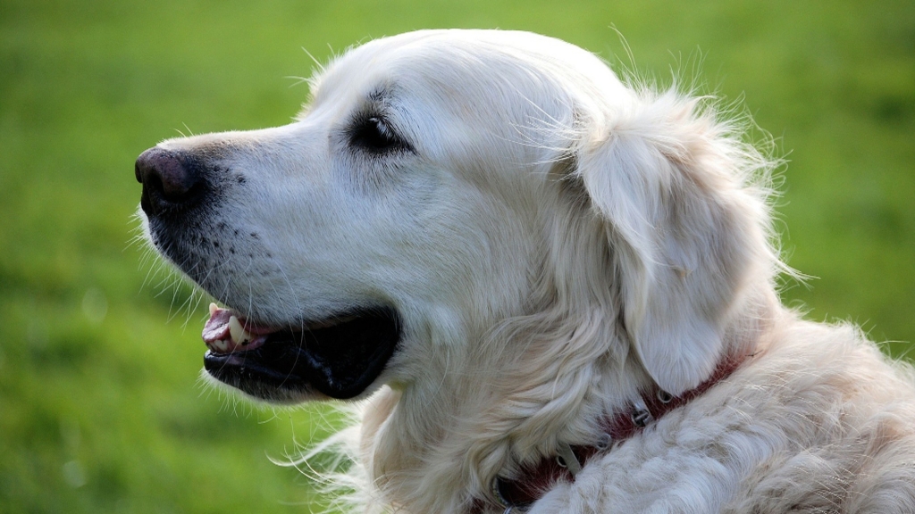 Dogs use same parts of brain as humans to process language