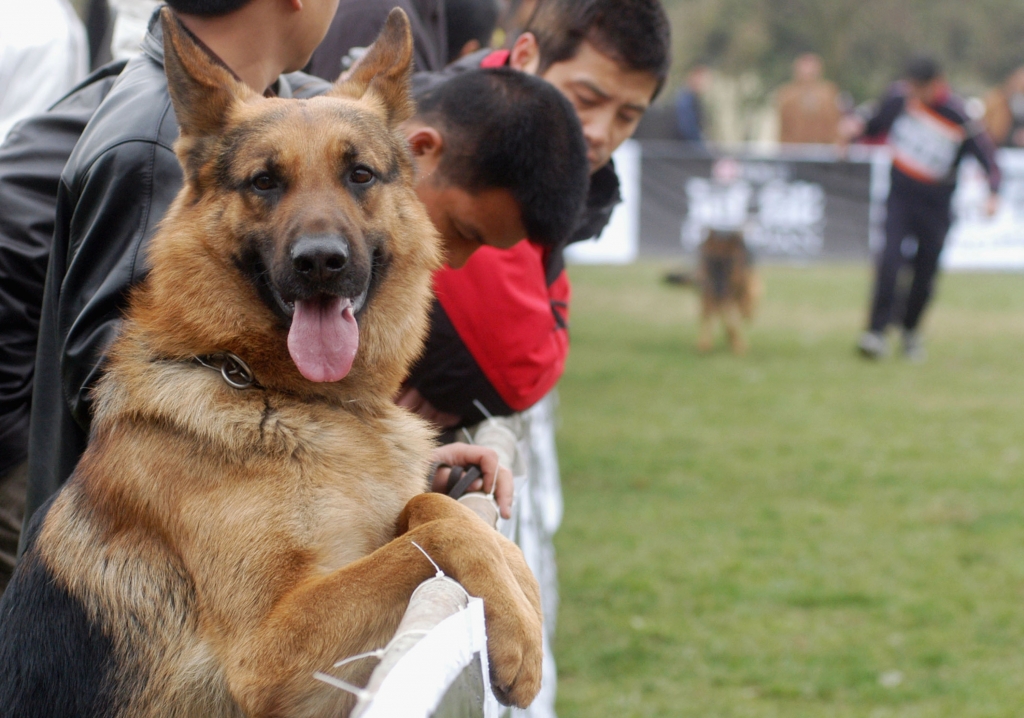 Dogs learn speech like humans after volunteering for an MRI. Scientists were excited to share about their newest discovery