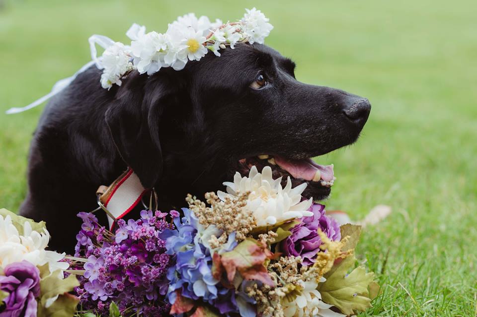 Maid of Honor Carries Family's Dying Dog Down Aisle for Couple