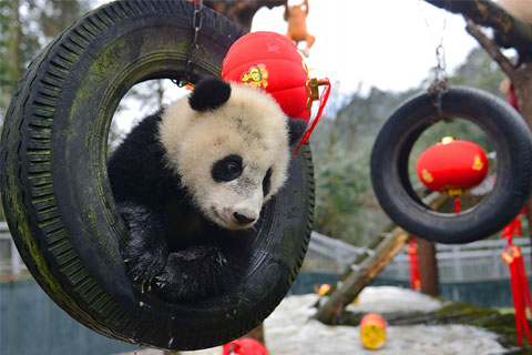 A young giant panda plays in the playground at the China Conservation and Research Center for the Giant Panda outside Chengdu in the southwestern province of Sichuan in February