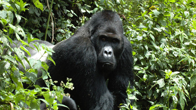 Eastern gorillas are sliding towards extinction conservationists have warned