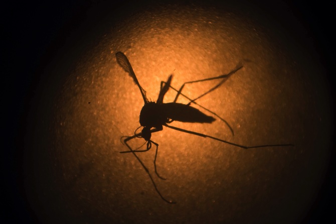 Zika Zika virus Zika epidemic Zika thailand thailand zika thailand tourism thai tourism news latest news thailand news world news international news