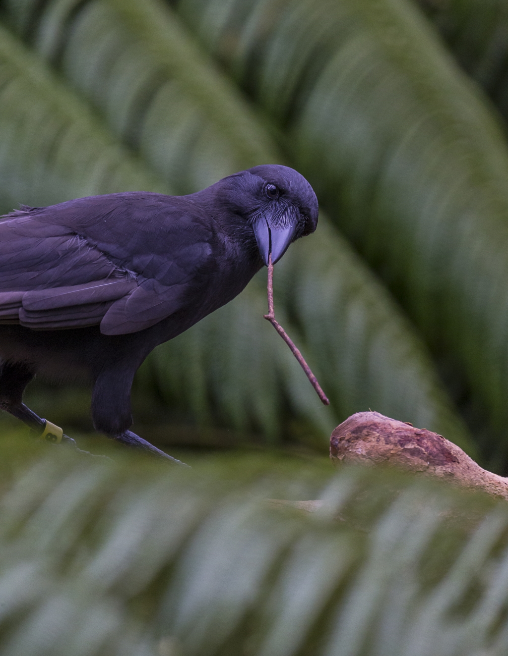 Watch smart Hawaiian crow use stick tools to forage for food