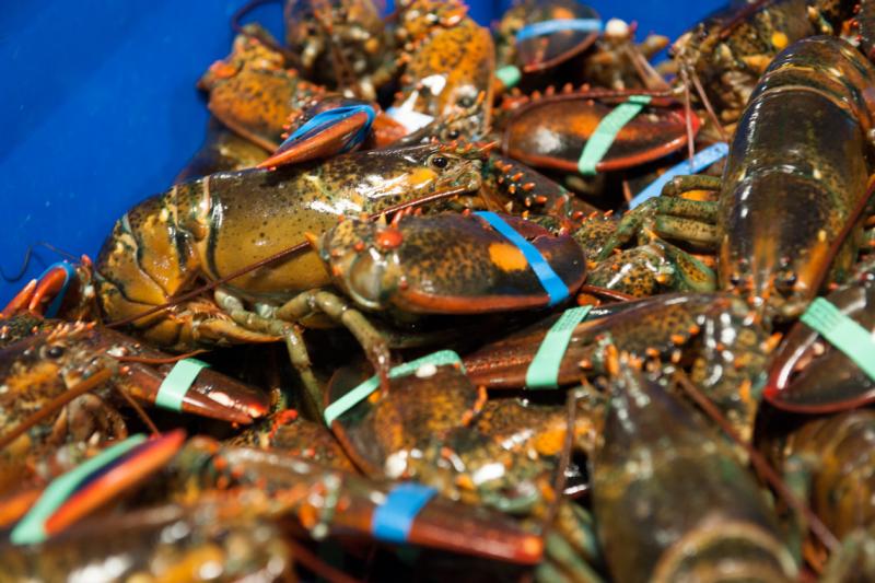 European proposal to ban American lobsters to move forward