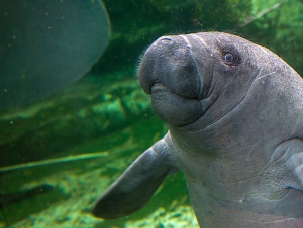 Florida Man Tries To Ride A Manatee And Promptly Gets Arrested