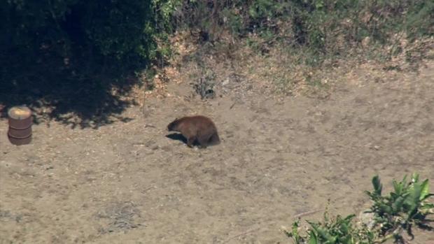 Family of Bears Roam Pasadena Neighborhood