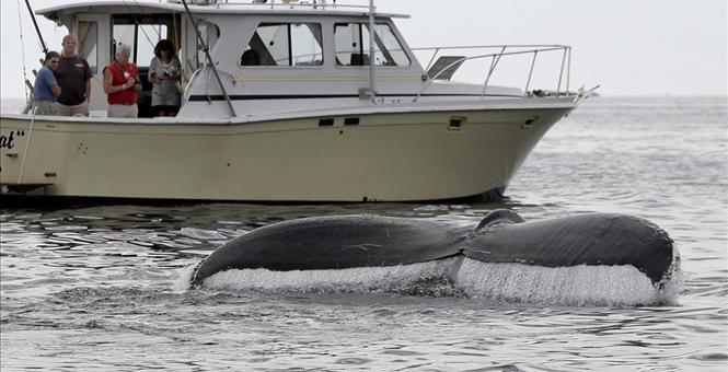 Feds take most humpback whales off endangered species list