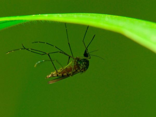 First Case of West Nile Virus Discovered in New Hampshire