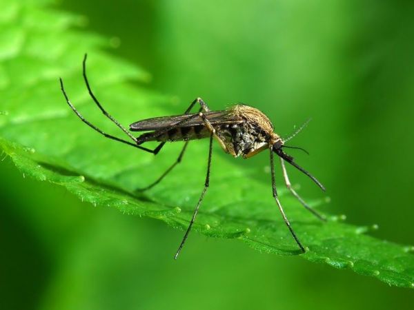 Florida Zika Virus Cases Near 800